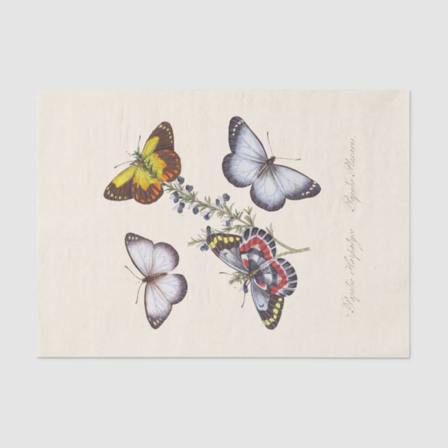 Ein Wahrzeichen der Naturgeschichte der Insekten Seidenpapier (Vorderseite)