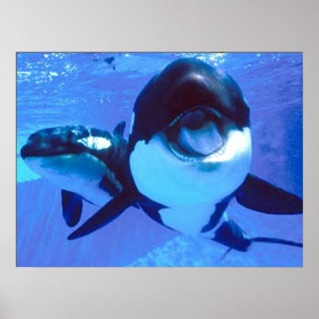 Ein Wal einer Zeit Poster (Vorne)