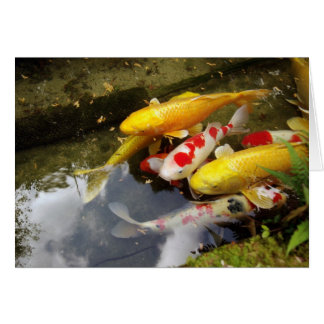 Ein Wasserweg voller japanischer Koi-Karpfen