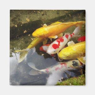 Ein Wasserweg voller japanischer Koi-Karpfen Magnet