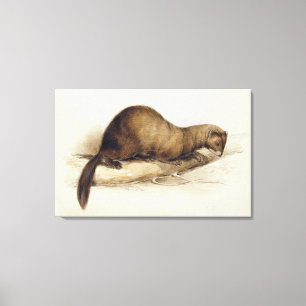 Ein Weasel, 1832 (w/c, Stift, Tinte, Gouache und Leinwanddruck