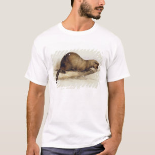 Ein Weasel, 1832 (w/c, Stift, Tinte, Gouache und T-Shirt