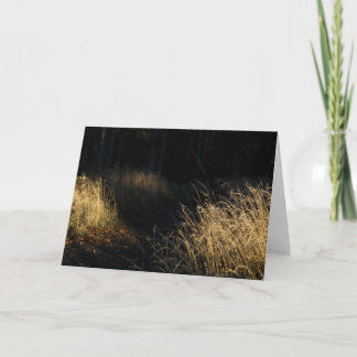 Ein Weg durch einen Wald mit goldenem Gras im Sonn Karte