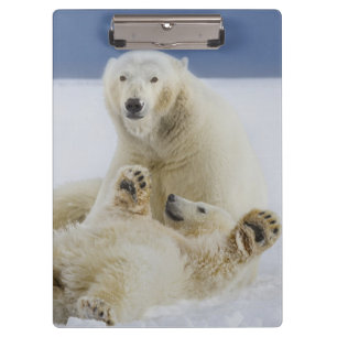 Ein weiblicher Eisbär und sein Junges spielen im S Klemmbrett