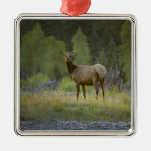 Ein weiblicher Elch steht, betrachtend die Kamera Silbernes Ornament
