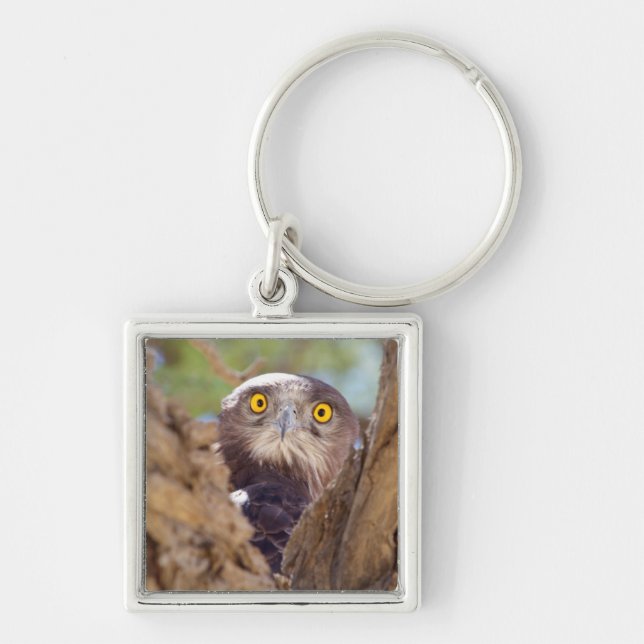 Ein Weißbrasse-Adler Schlüsselanhänger (Vorne)