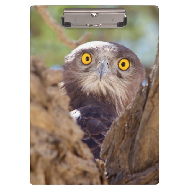 Ein Weißbrust-Schlangeneagle Klemmbrett (Vorderseite)