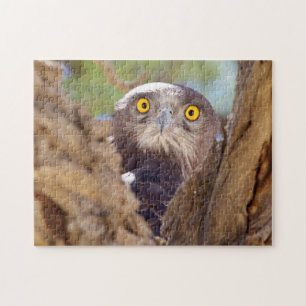 Ein Weißbrust-Schlangeneagle Puzzle