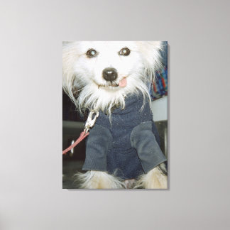 Ein weißer Hund mit Kleidung. Leinwanddruck