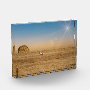 Ein weißer Storch Fotoblock