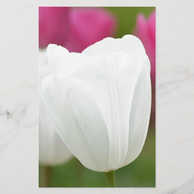Ein weißer Tulip (Vorderseite)
