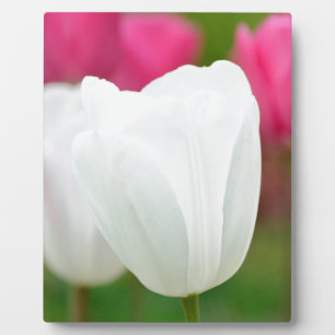 Ein weißer Tulip Fotoplatte