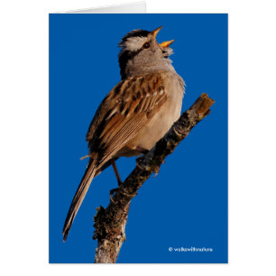 Ein weißgekrönter Sparrow singt zur Sonne