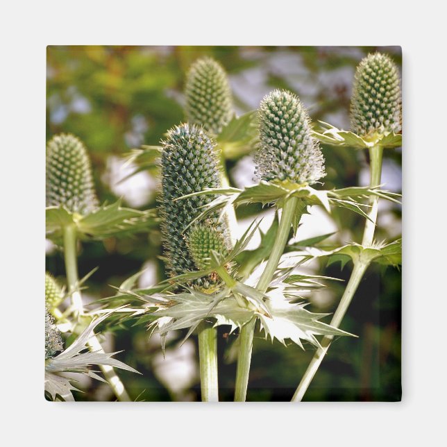 Ein weiteres Cooles Pflanze-Magnet Magnet (Vorne)