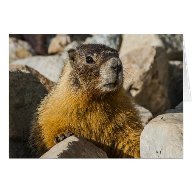 Ein weiteres Marmot-Portrait (Vorderseite (Horizontal))