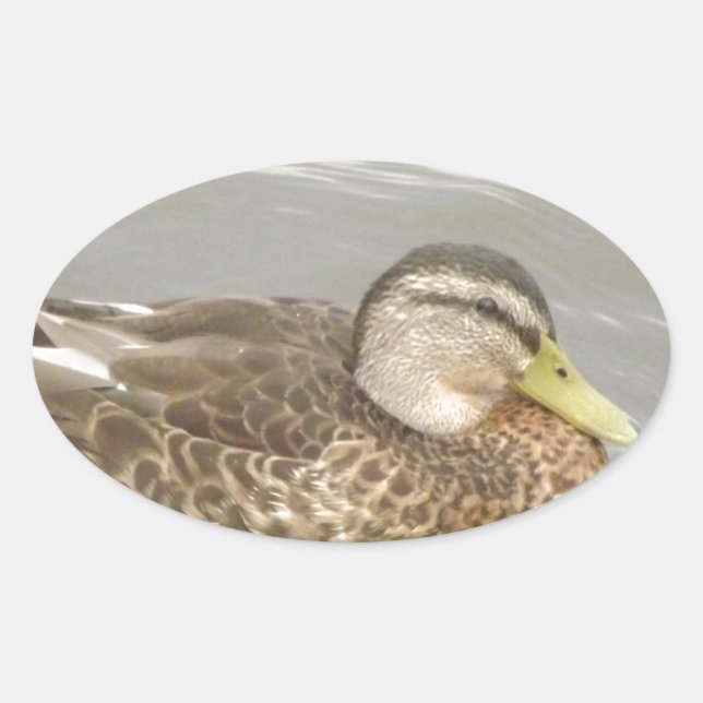 Ein Wild Duck Schwimmen Ovaler Aufkleber (Vorderseite)
