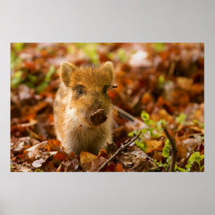 Ein wilder Eber-FerkelSus Scrofa im Herbst-Blätter Poster