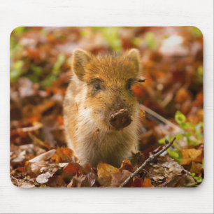 Ein Wildschwein - Scrofa im Herbst Mousepad