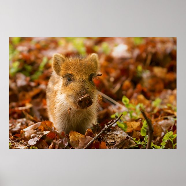 Ein Wildschwein - Scrofa im Herbst Poster (Vorne)
