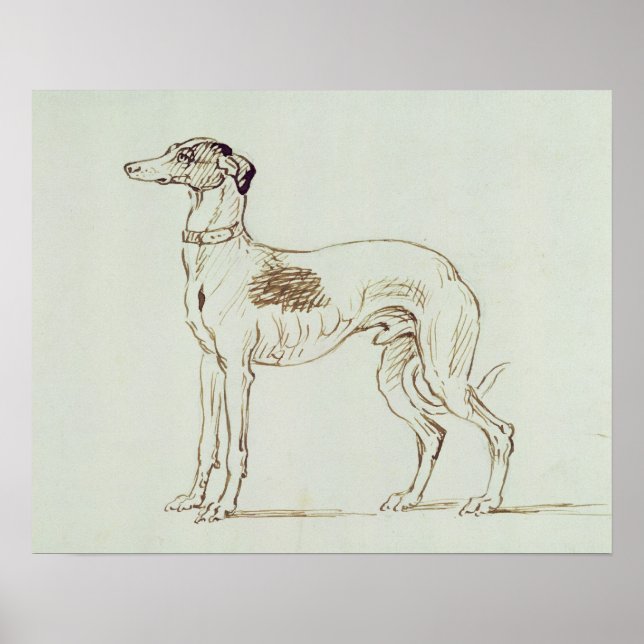 Ein Windhund, Links (Stift & Tinte auf Papier) Poster (Vorne)