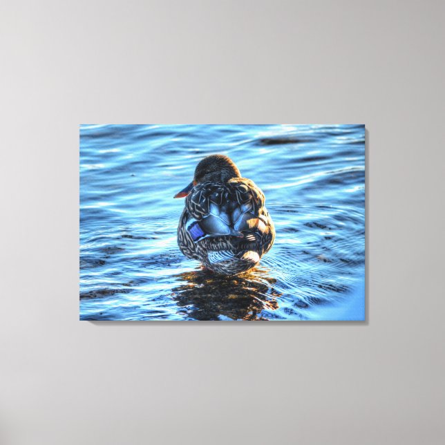 Ein Winter Mallard Fine Art Wildlife Fotograf Leinwanddruck (Vorderseite)