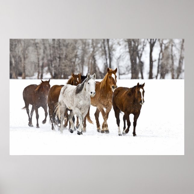 Ein winterlicher landschaftliche von Laufpferden a Poster (Vorne)