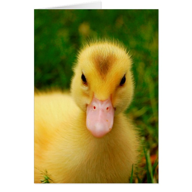 Ein winziges Duckling (Vorne)