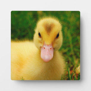 Ein winziges Duckling Fotoplatte
