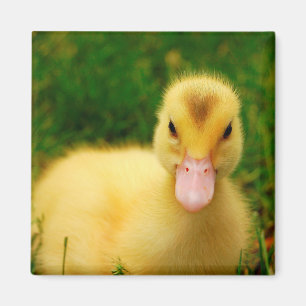 Ein winziges Duckling Magnet