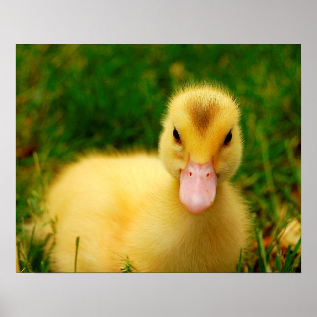 Ein winziges Duckling Poster (Vorne)