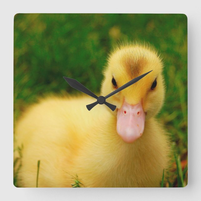 Ein winziges Duckling Quadratische Wanduhr (Vorderseite)