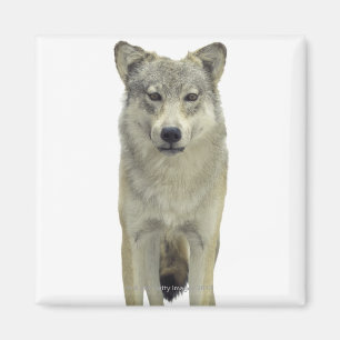 Ein Wolf Magnet