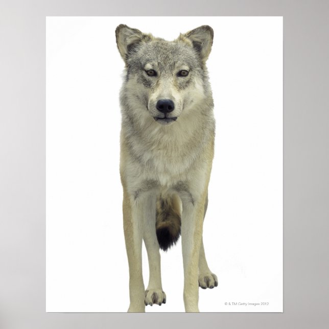 Ein Wolf Poster (Vorne)