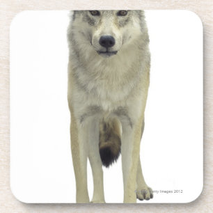 Ein Wolf Untersetzer
