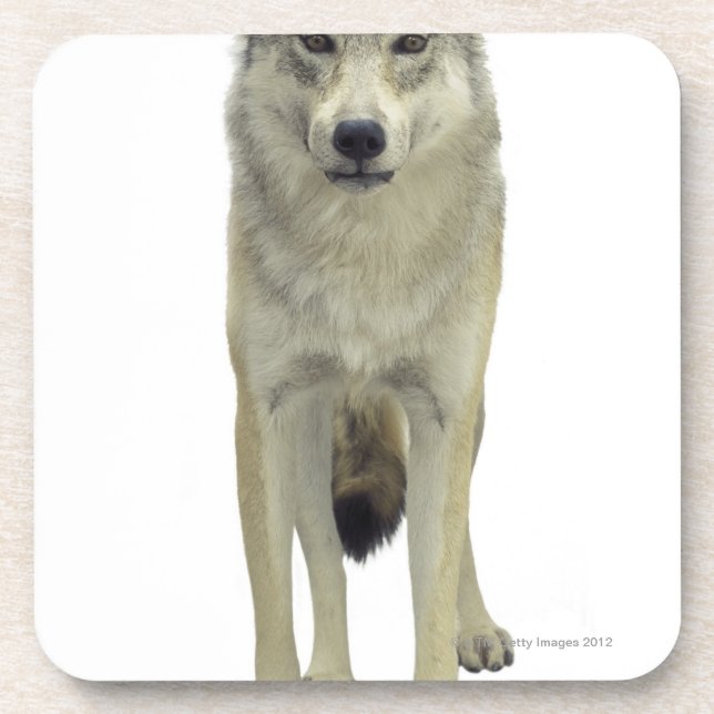 Ein Wolf Untersetzer (Vorderseite)