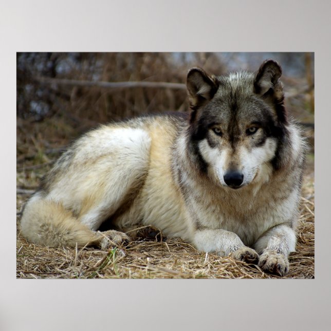 Ein Wolf Warte und beobachtet Poster (Vorne)