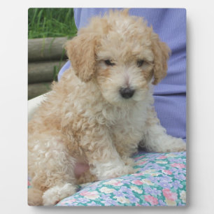 Ein wunderschöner Cavapoo Welpe, abgeschieden Fotoplatte