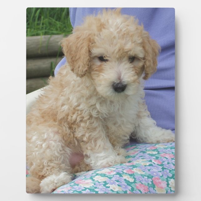 Ein wunderschöner Cavapoo Welpe, abgeschieden Fotoplatte (Vorderseite)