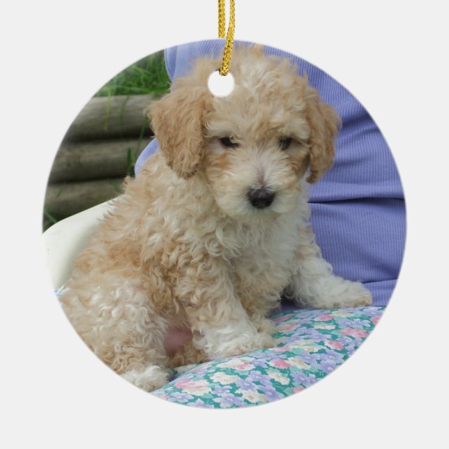 Ein wunderschöner Cavapoo Welpe, abgeschieden Keramikornament (Vorne)
