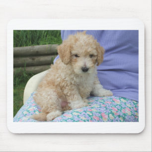 Ein wunderschöner Cavapoo Welpe, abgeschieden Mousepad