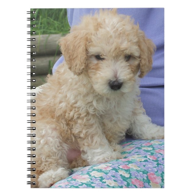 Ein wunderschöner Cavapoo Welpe, abgeschieden Notizblock (Vorderseite)