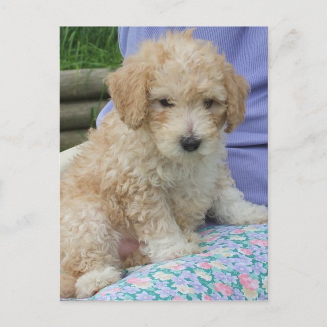 Ein wunderschöner Cavapoo Welpe, abgeschieden Postkarte (Vorderseite)