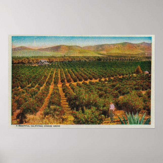Ein wunderschöner Orange GroveState Poster (Vorne)