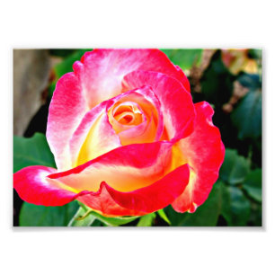 Ein wunderschönes Foto für die Rose