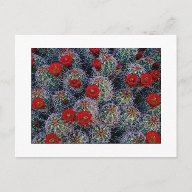 "Ein Wüstengarten für Rose" Postkarte (Vorderseite)