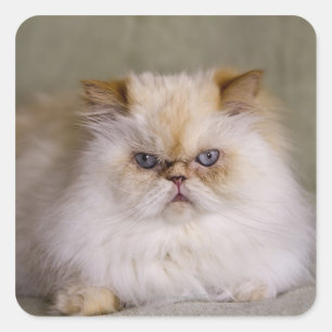 Ein wütendes, Umkippen, stützender Flammen-Punkt Quadratischer Aufkleber