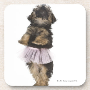 Ein Yorkie-poo Welpe in einem Ballettröckchen auf Getränkeuntersetzer