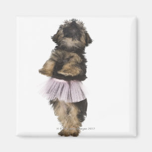 Ein Yorkie-poo Welpe in einem Ballettröckchen auf Magnet