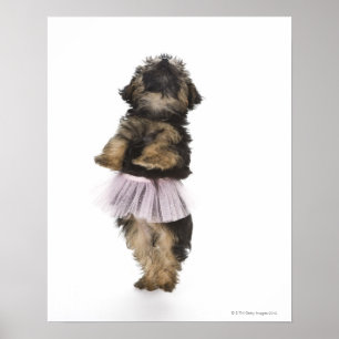 Ein Yorkie-poo Welpe in einem Ballettröckchen auf Poster
