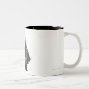 Ein Yorkie-poo Welpe in einem Ballettröckchen auf Zweifarbige Tasse